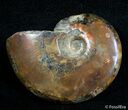 Inch Flashy Red Iridescent Ammonite #2585-1
